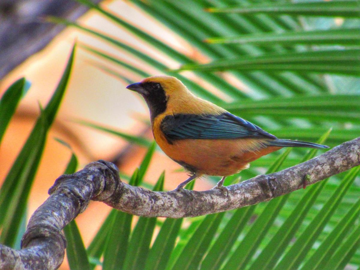 Pousada Anaue Cipo Serra do Cipo National Park Esterno foto